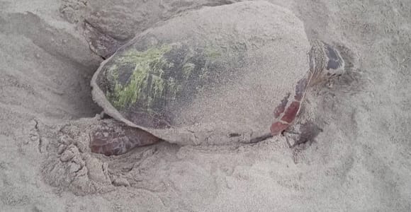 Santa Maria: Sea Turtle Watching Experience on Sal Island