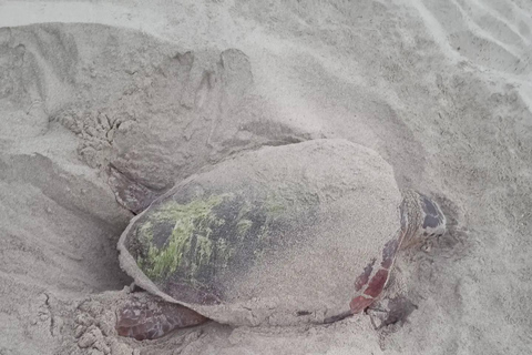 Santa Maria: Sea Turtle Watching Experience on Sal Island