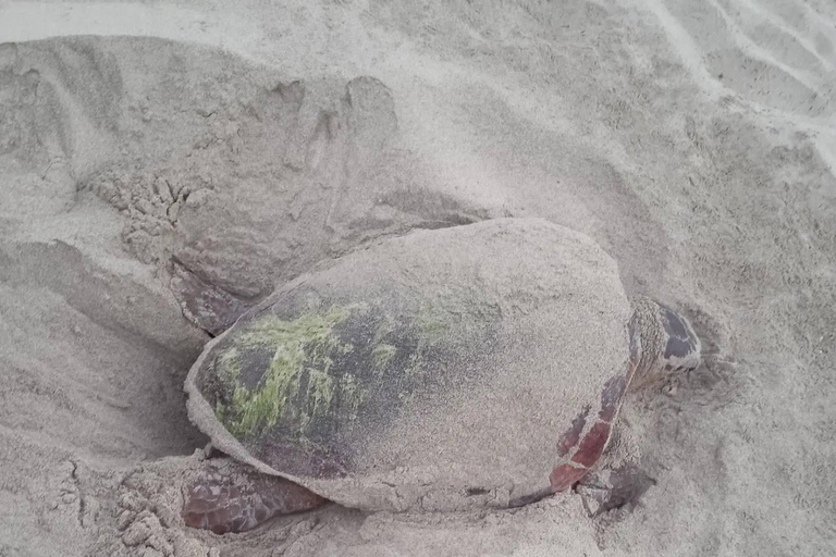 Santa Maria: Sea Turtle Watching Experience on Sal Island