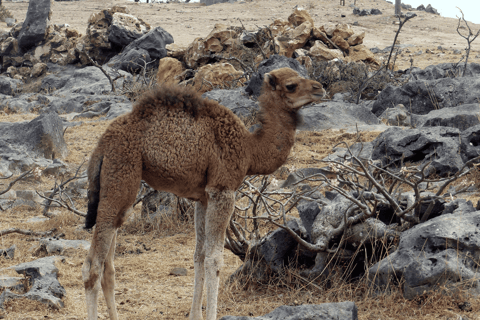 Salalah: Visita a una granja de camellos con degustación de leche y carne de camello