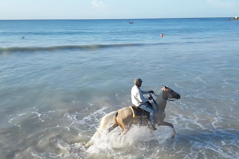 Cavalca nel paradiso: Punta Cana a cavallo sulla spiaggia.Corsa completa