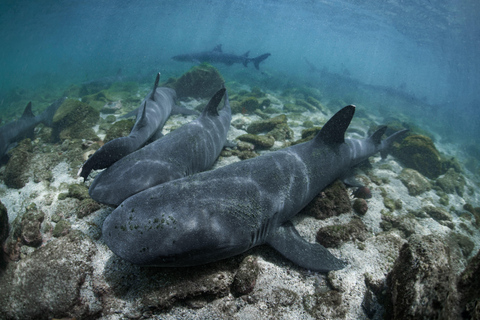 Pinzón Eiland: Snorkelen, vissen en ontspannen in het paradijs