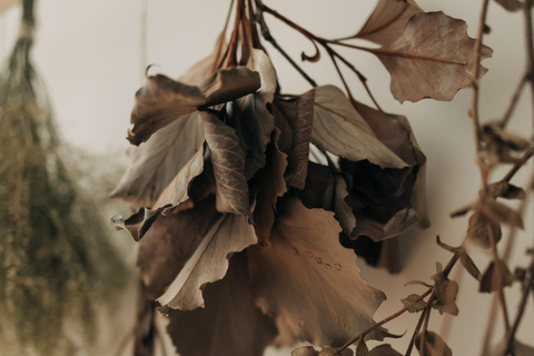 Herbal Ritual in a Hidden São Paulo Plant Studio