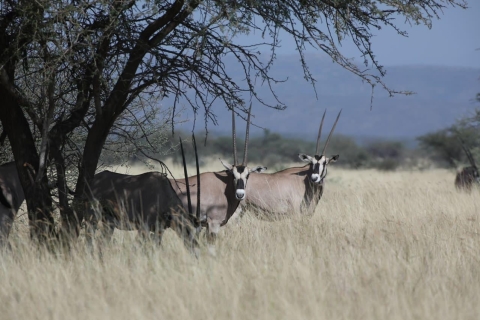 2-dniowe safari z dziką przyrodą w Parku Narodowym Awash