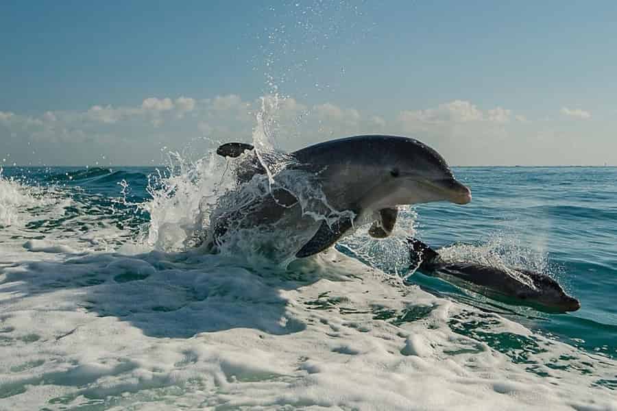 Clearwater Beach: Delfinausflug – Flippers Fun Boat. Foto: GetYourGuide Clearwater Beach: Delfinausflug – Flippers Fun Boat. Foto: GetYourGuide