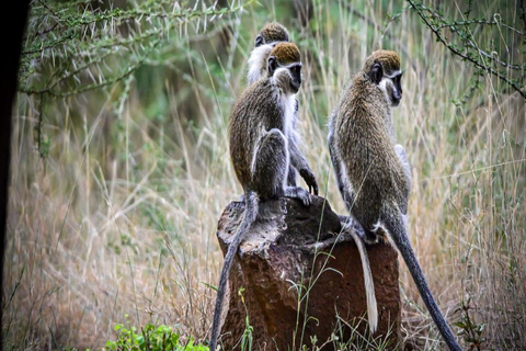 2 Days / 1 Night Awash National Park Wildlife Safari