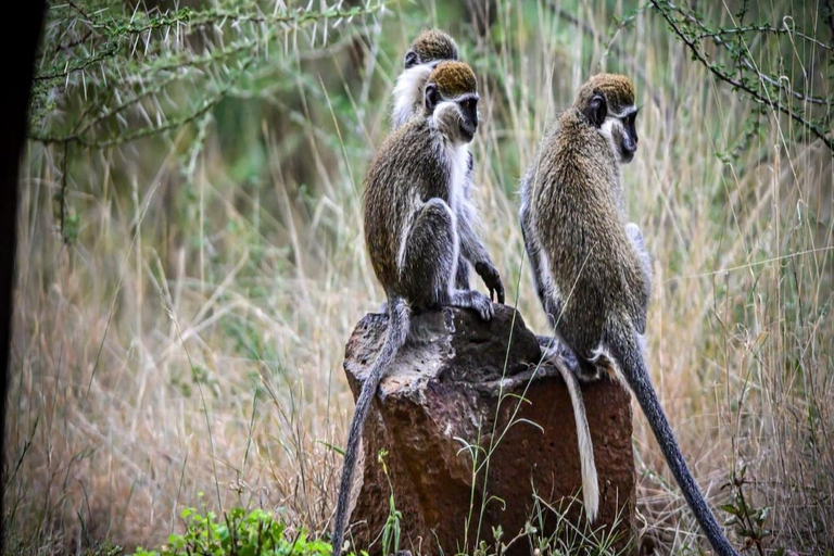 2 Days / 1 Night Awash National Park Wildlife Safari