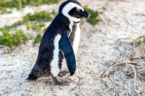 From Cape Town: Half Day Cape Point & Penguins Tour