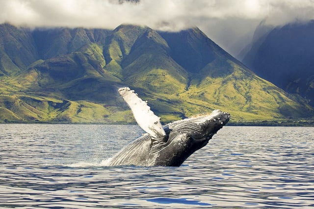 Oahu: Eco-Friendly West Coast Whale Watching Cruise