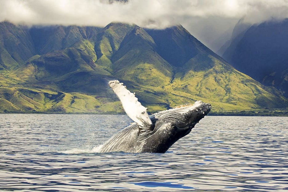 Oahu: crociera ecologica per osservare le balene sulla costa occidentale