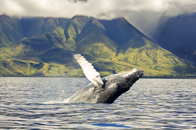 Visit Oahu Eco-Friendly West Coast Whale Watching Cruise in North Shore, Oahu