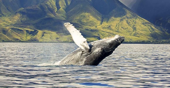 Ko Olina: Eco-Friendly Whale Watching Cruise