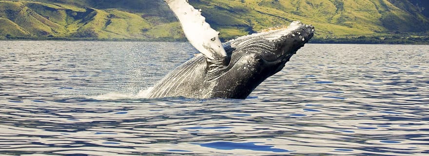 Oahu : Croisière observation des baleines sur la côte ouest, respectueuse de l'environnement
