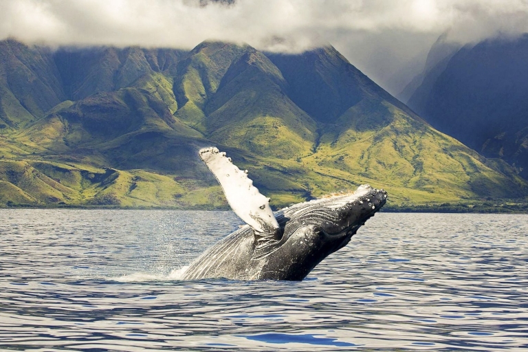 Oahu: croisière écologique d'observation des baleines sur la côte ouest