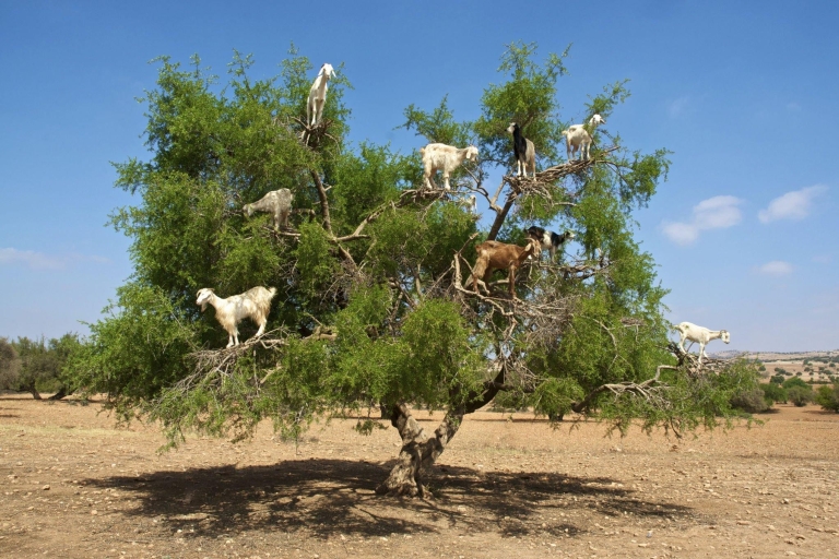 Agadir: Goat on Trees & Crocodile Park, w tym HotelPickup