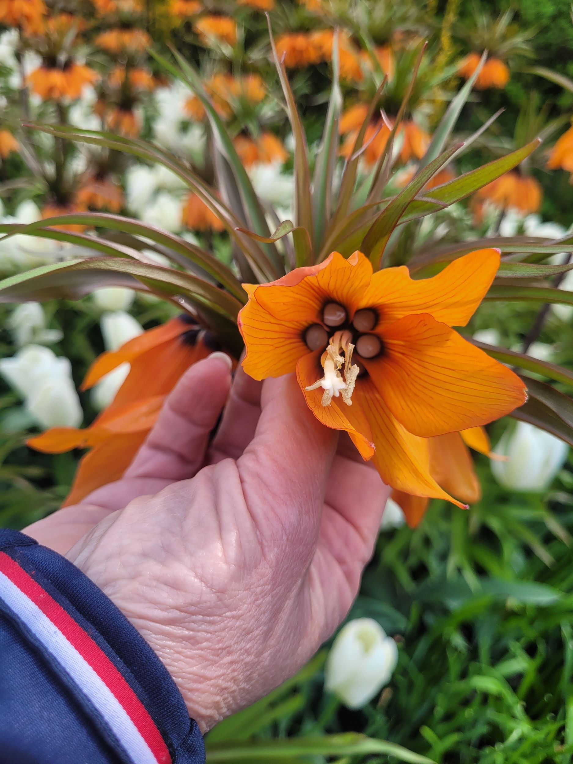 Amsterdam: Keukenhof- & Blumenfelder-Tour mit Botaniker