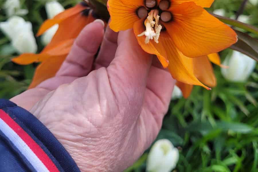 Amsterdam: Keukenhof- & Blumenfelder-Tour mit Botaniker. Foto: GetYourGuide