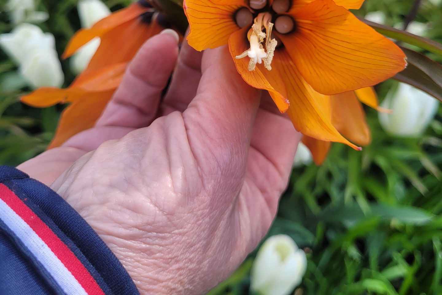 Amsterdam: Keukenhof & Flower Fields with Botanist - Amsterdam: Keukenhof & Flower Fields with Botanist