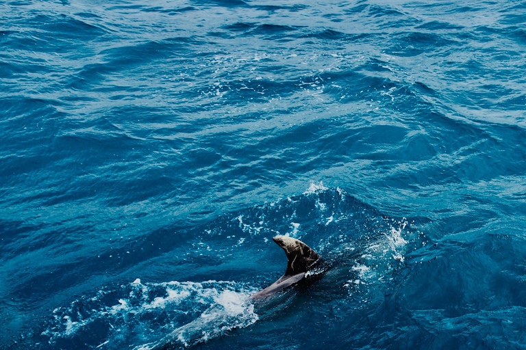 Side: Dolphin Island Boat Trip with Lunch & Swim Stops