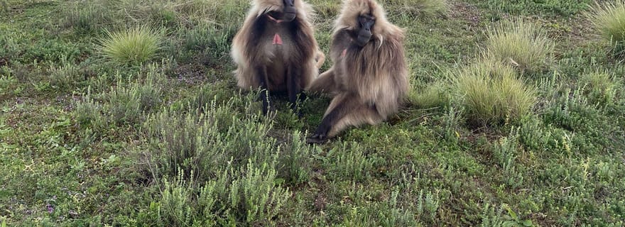 Randonnée de 10 jours dans les montagnes du Simien : ascension du magnifique Ras Dejen