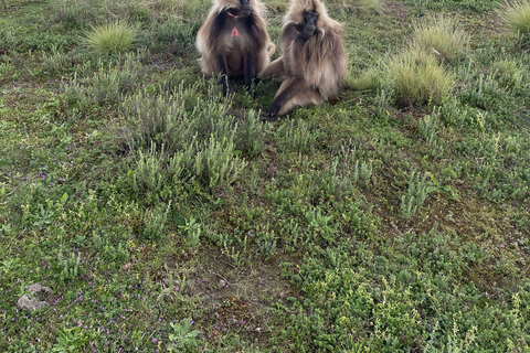 Gondar: Simien Mountains National Park Day Trip