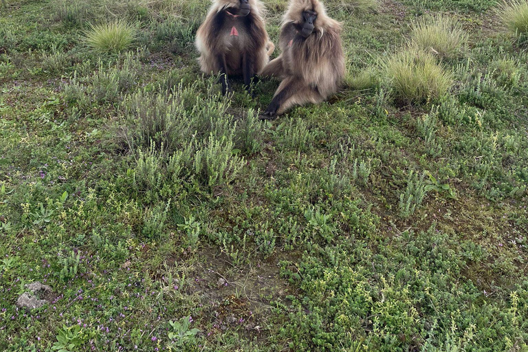 Gondar: Simien Mountains National Park Day Trip