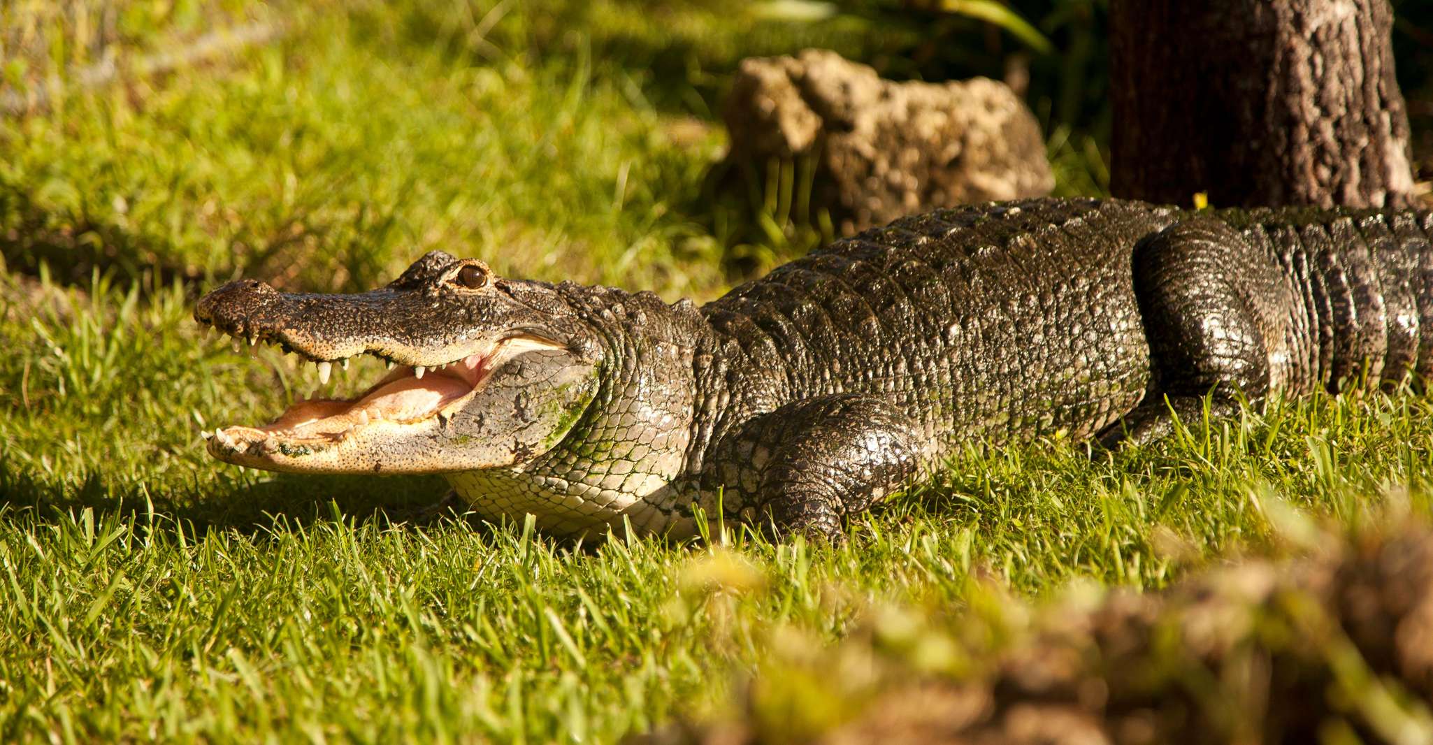 Miami: Everglades Airboat, Wildlife Exhibit & Roundtrip Bus photo 4