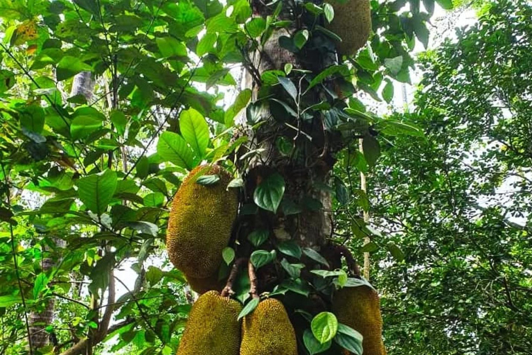 Zanzibar : Stone Town, visite des épices et de l'île prison avec déjeunerVisite privée