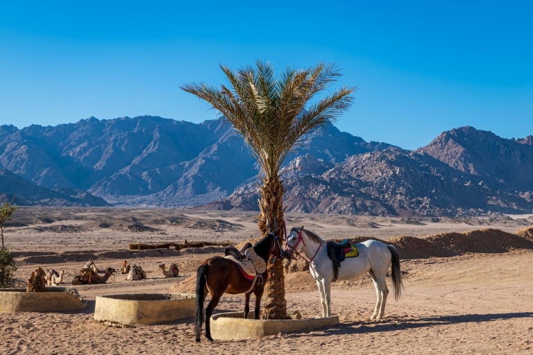 Hurghada: Reitausflug entlang des Meeres und der Wüste mit Transfers2 Stunden: Reitausflug entlang des Meeres und der Wüste mit Transfers