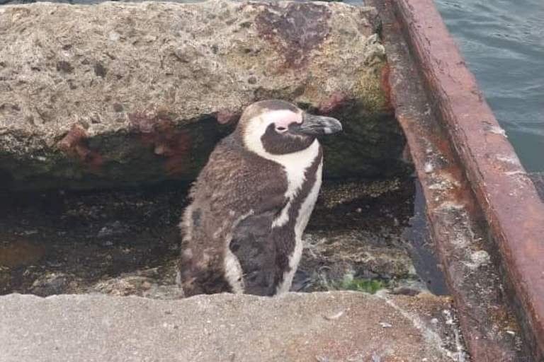 Walvis Bay: Vogelbeobachtung und Fotografie Tour