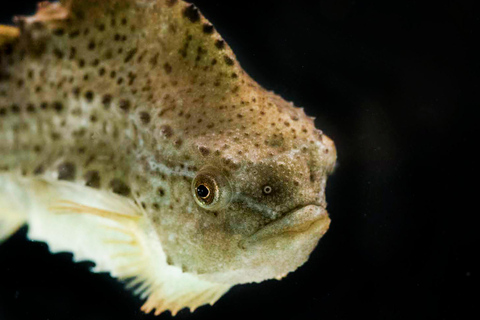 Bergen: toegangsbewijs voor het aquarium en rondleidingEntry Ticket and fish guiding with Nordic fish species