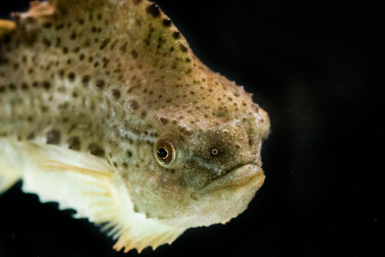 Bergen: toegangsbewijs voor het aquarium en rondleidingEntry Ticket and fish guiding with Nordic fish species