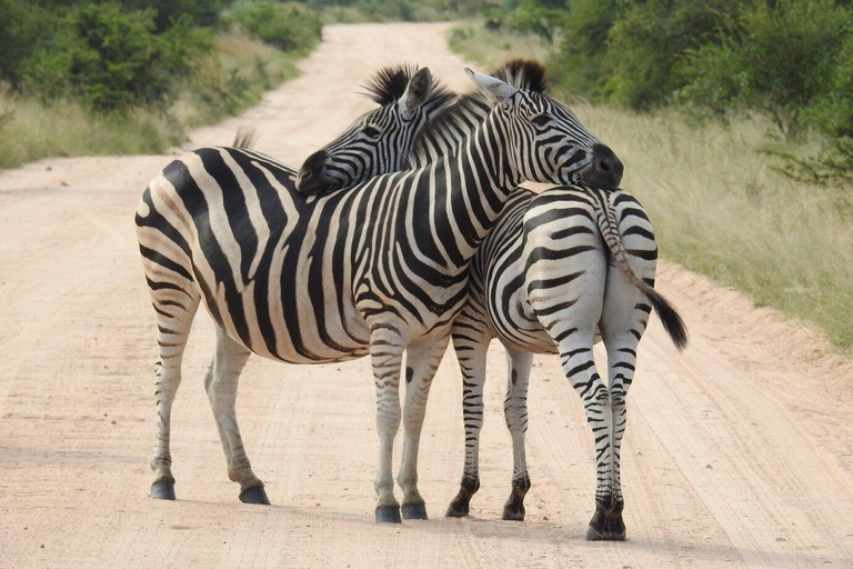 Safari guiado de medio día por el Parque Nacional de Nairobi