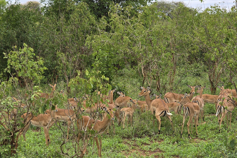 Kampala: 2-Day Lake Mburo National Park Safari Tour
