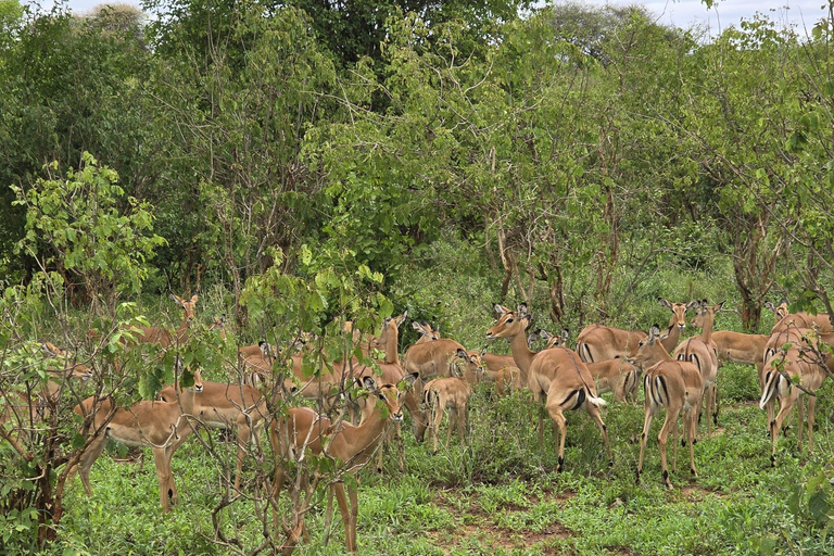 Kampala: 2-Day Lake Mburo National Park Safari Tour