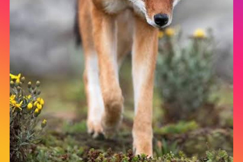 Addis Abeba: 8-tägige Tour zu den Bale Mountains und dem Maze Park mit Wildtieren