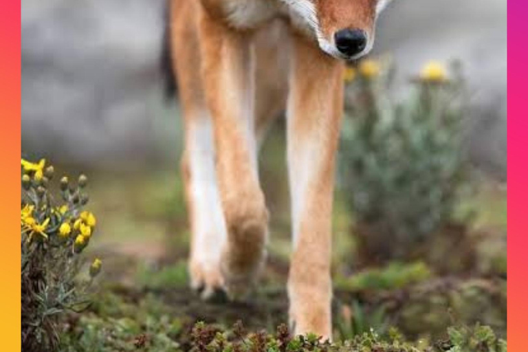 Addis Abeba: 8-tägige Tour zu den Bale Mountains und dem Maze Park mit Wildtieren