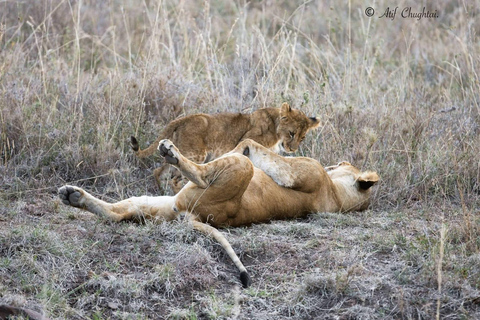 Nairobi: passeio de meio dia no Parque NacionalNairobi: tour privado de meio dia no Parque Nacional
