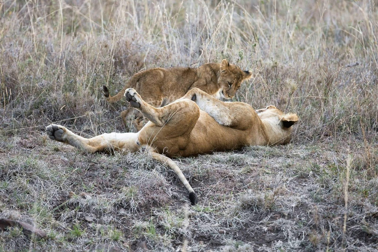 Nairobi: passeio de meio dia no Parque NacionalNairobi: tour privado de meio dia no Parque Nacional