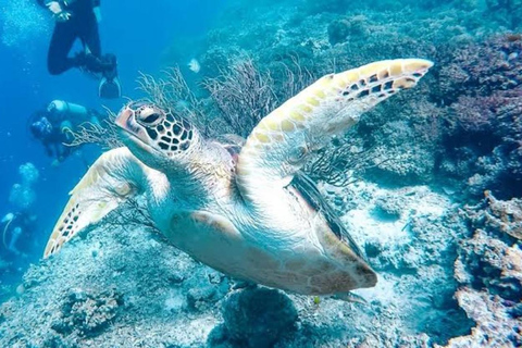 Cebu: mergulho em Moalboal, corrida das sardinhas e mergulho com snorkel no PescadorMoalboal: Mergulho em Sardine Run e Snokel na Ilha do Pescador