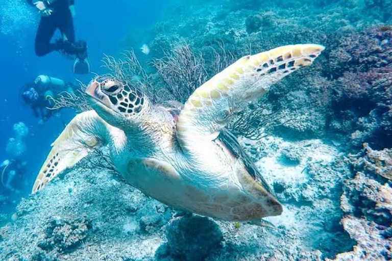 Cebu: mergulho em Moalboal, corrida das sardinhas e mergulho com snorkel no PescadorMoalboal: Mergulho em Sardine Run e Snokel na Ilha do Pescador