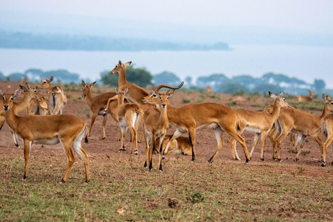 Discover the Top Most Popular 6-Days Tanzania safari