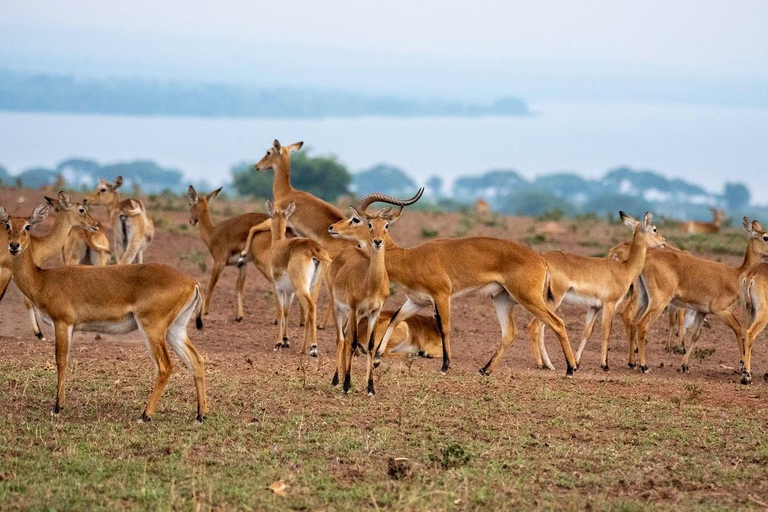 Discover the Top Most Popular 6-Days Tanzania safari