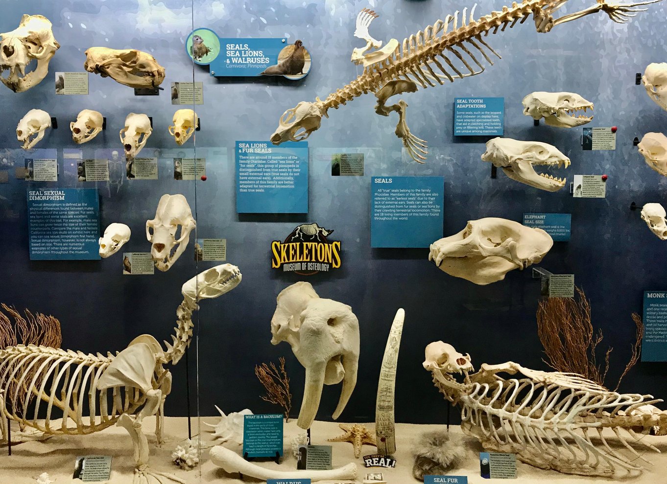 Oklahoma City: SKELETONS: Billet til Museum of Osteology