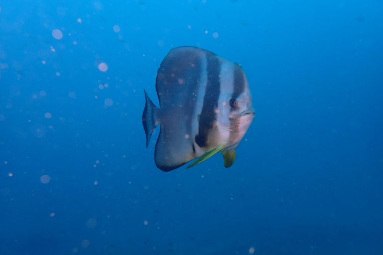 Mombasa: Discover Scuba Diving Experience with PADI Guide PADI: Discover Scuba Diving Experience