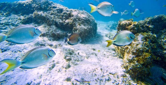 Ilha Do Sal: Snorkeling with Local Guide