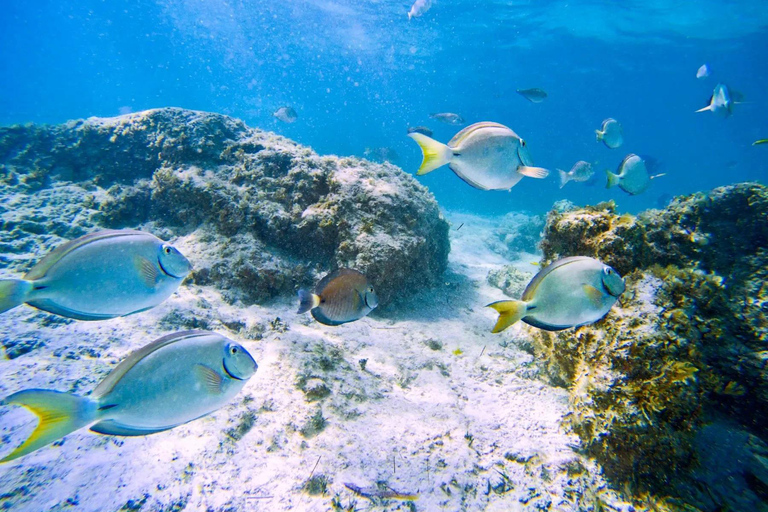 Ilha Do Sal: nurkowanie z lokalnym przewodnikiemIlha Do Sal: Nurkowanie z lokalnym przewodnikiem