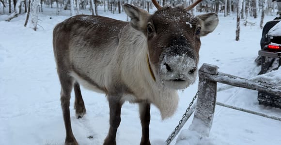 Rovaniemi: 100 Year-Old Authentic Reindeer Farm& Sleigh Ride