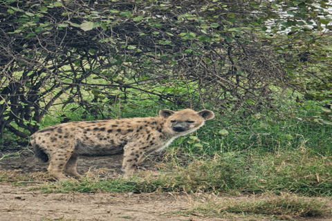 Tour di un giorno del Parco Nazionale di Nairobi e del Centro delle Giraffe