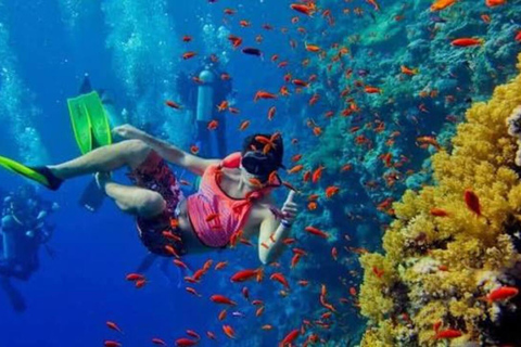 桑给巴尔：姆内姆巴环礁海豚与浮潜之旅私人观光，不含酒店接送服务，不含入场费